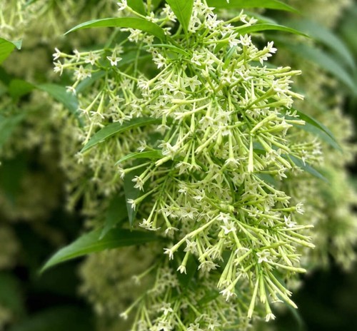 Cestrum nocturnum seeds - cestrum,