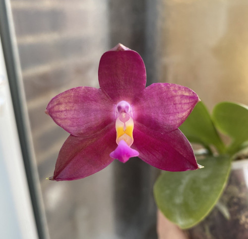 Fragrant phalaenopsis miki - phalaenopsis,