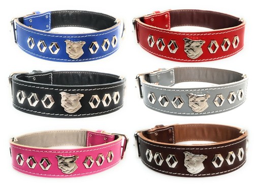 Inch wide staffy leather - 1.5,