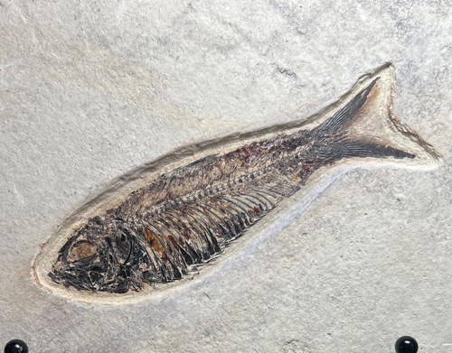 Fossil fish matrix circa - on,