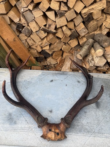 Pair vintage red deer - pair,