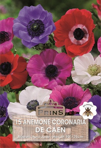 Anemone caen mix bulbs - caen,