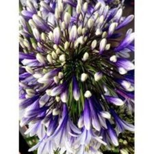 Agapanthus 'Fireworks'  20 SEEDS. African Lily Bicoloured Herbaceous Perennial