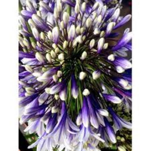 Agapanthus fireworks 25 - 'fireworks',