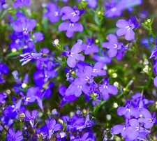 Lobelia Mrs Clibran - 12,500x