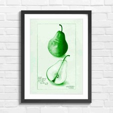 Wilder Early Pear Fruit