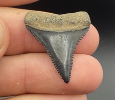 GEM QUALITY GREAT WHITE SHARK