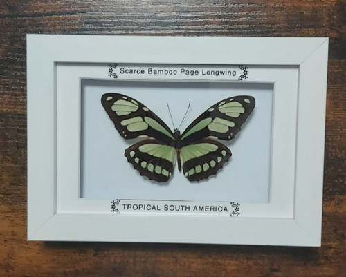 Taxidermy real framed - real,
