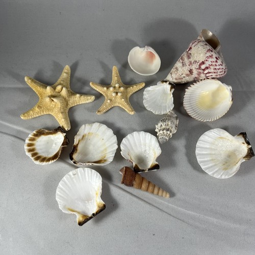 Set small seashells - small,