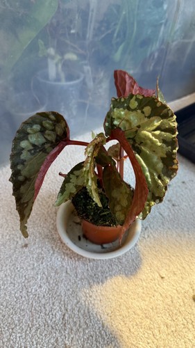 Begonia lucifer houseplant 8cm - houseplant,