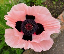 6 PAPAVER ORIENTALE 'CORAL