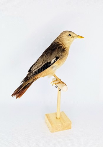 Taxidermy cabinet de - taxidermy,,
