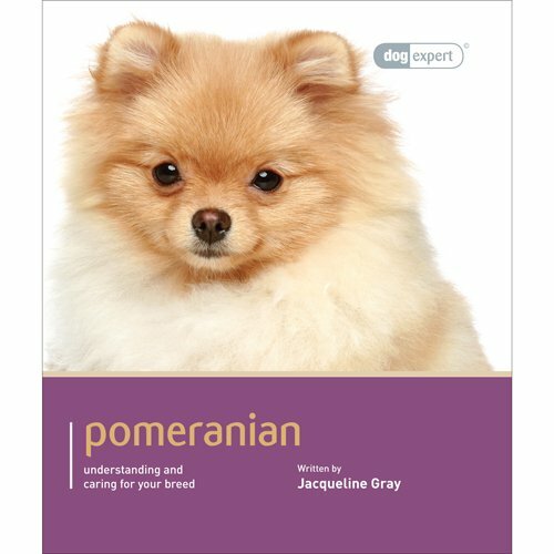 Pomeranian by - pomeranian, (dog