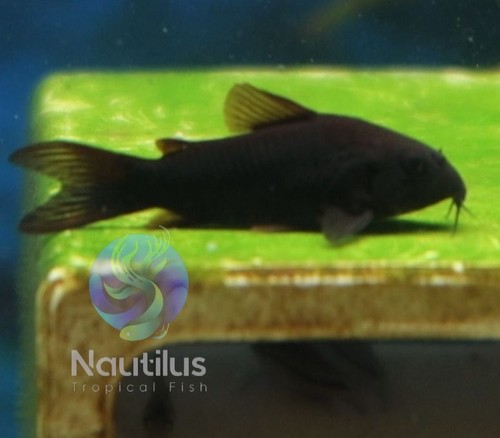 Black venezuelan cory we - cory, -we