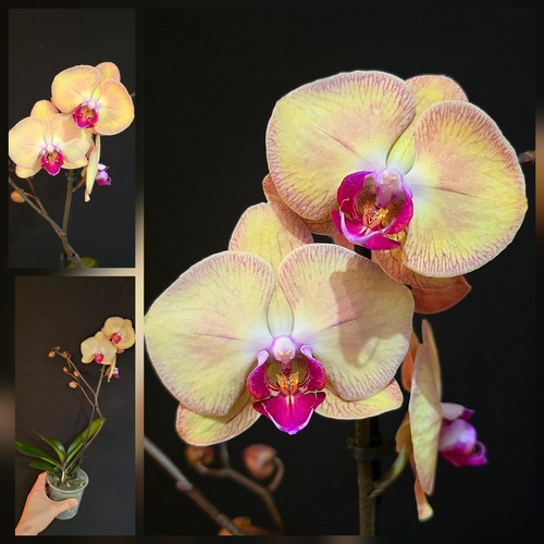 Phalaenopsis lion king - phalaenopsis, king"