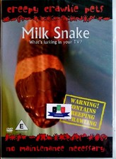 Milk Snake - What's Lurking On