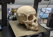Human skull replica - skull, –
