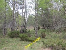 Photo 6x4 Woodland, Milton