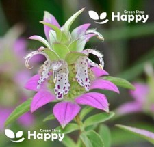 PURPLISH LILAC LEMON BEE BALM