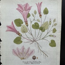 Antique Handcolored Botanical