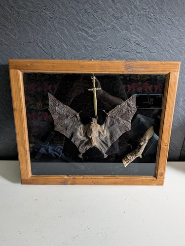 Taxidermy vampire kit - taxidermy,,