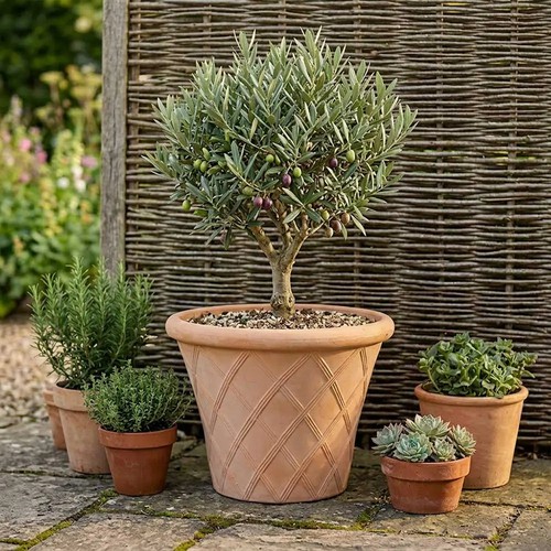 Rustic terracotta lattice - terracotta,