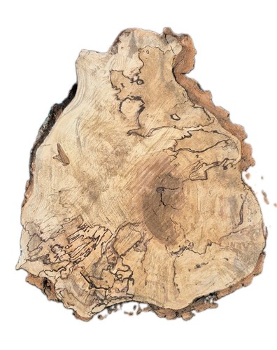 Large spalted beech burr - spalted,