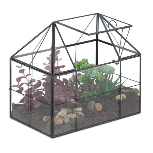 Plant terrarium succulent - plant,
