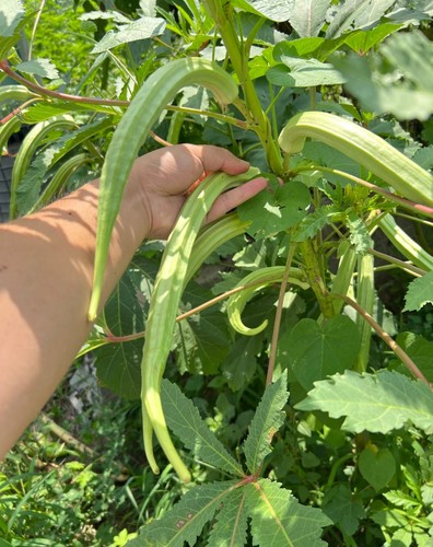 Heirloom cowhorn okra plug - 3x,