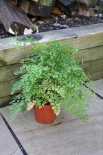 Adiantum raddianum 'Fragrans'