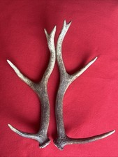 PAIR OF RED DEER ANTLERS 451g.   aprox. 38/40cm.