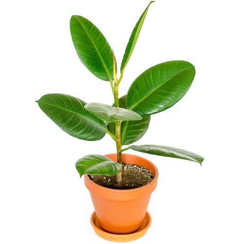40cm potted ficus robusta - ficus, |