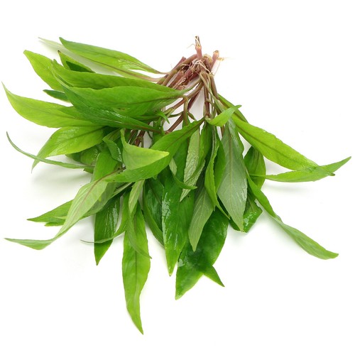 Hygrophila salicifolia live - hygrophila,