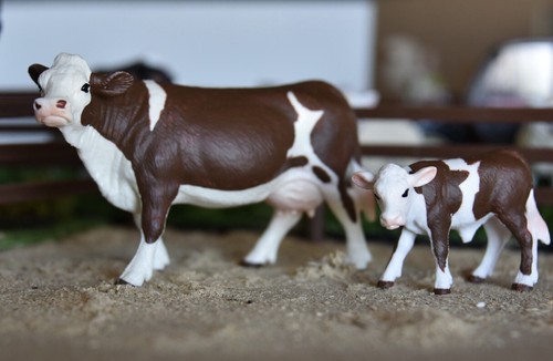 Simmental cow calf - &, solid