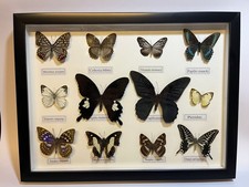 Framed Butterfly Taxidermy