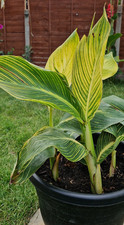 Canna Lily Canna 'Tropicanna Gold' Plant