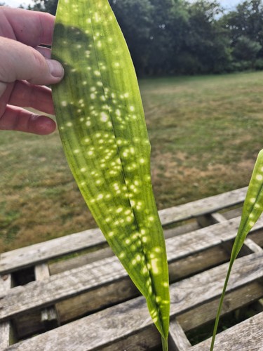 Aspidistra sichuanensis