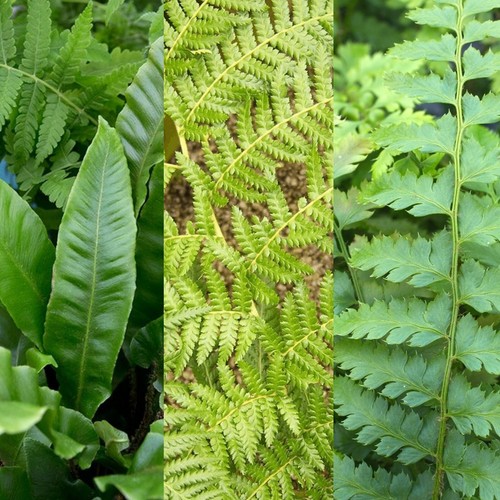 Fern plant mix 9cm pots - x,