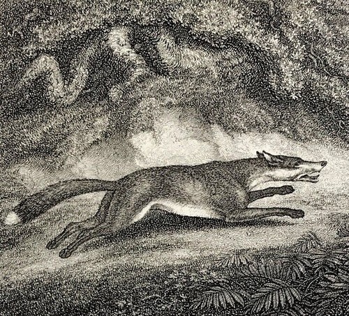 The hunted fox - the, from