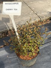 Physocarpus opulifolius 'Sweet