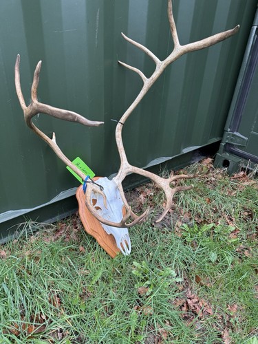 Reindeer skull and antlers - skull, on