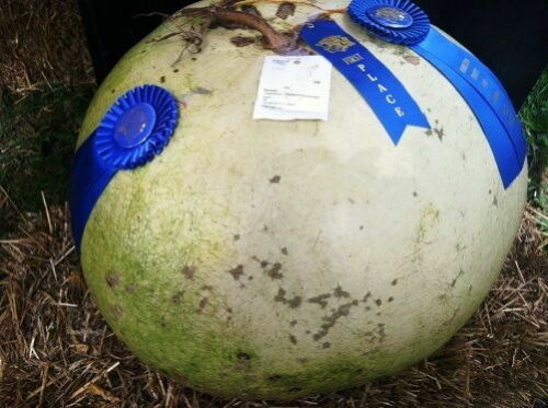 Giant fiasco pumpkin 45kg - giant,
