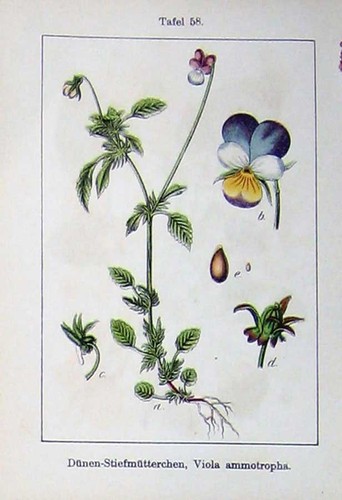 Old antique print flowers - old,