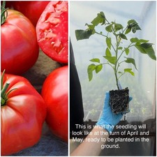 Tomato Malinowy Ozarowski