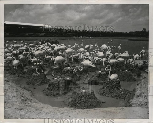 1951 press photo flamingos - press,