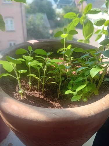 Holy basil plant krishna - 1,