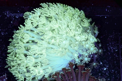 Teal green goniopora colony - teal,