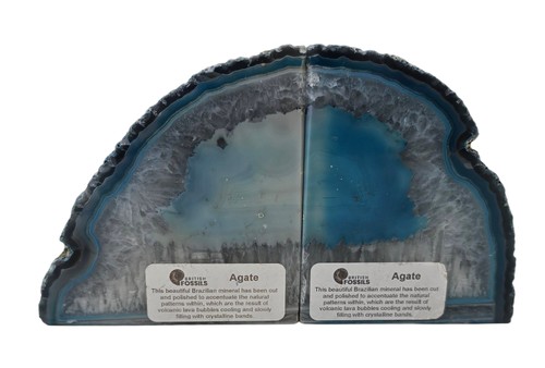 British fossils bookends - british,