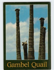 Postcard Gambel Quail