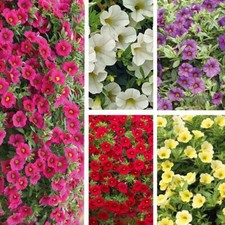 T&M Calibrachoa Million Bells